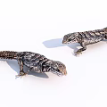 Two Reptile Lizards With Detailed Skin Patterns On White Background