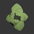Vibrant Green Leafy Plant With Large Leaves Stem On Dark Background Clear Subject