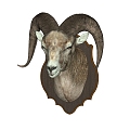 Sheephead Wall Decoration 3d model