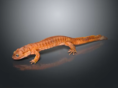 Detailed View Of Orange Salamander With Textured Skin On Dark Reflective Surface 3d model