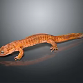 Detailed View Of Orange Salamander With Textured Skin On Dark Reflective Surface