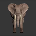 African Elephant With Large Ears Ivory Tusks And Wrinkled Skin On Dark Reflective Surface