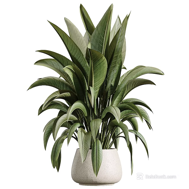 Lush Green Leaf Potted Plant with Large Foliage in White Ceramic Pot for Home Decor 3d model 