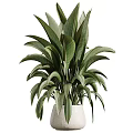 Lush Green Leaf Potted Plant with Large Foliage in White Ceramic Pot for Home Decor