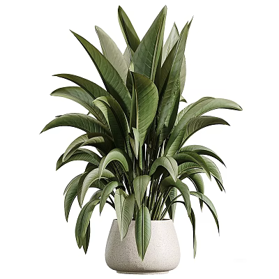 Lush Green Leaf Potted Plant with Large Foliage in White Ceramic Pot for Home Decor 3d model