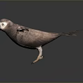 Parrot with Spread Wings on Grey Gradient Background and Reflective Ground
