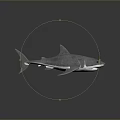 Gray Shark 3D Model With Open Mouth Fins On Dark Background Reflection