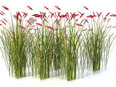 Red Ornamental Grass With Green Stems And Slender Leaves In Clustered Growth 3d model