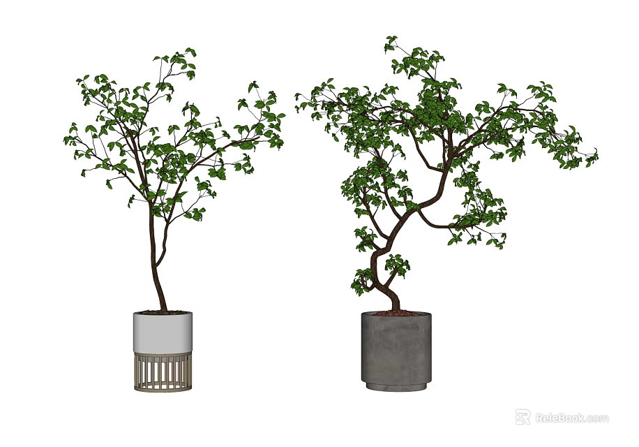 Bonsai Potted Plants With Green Leaves And Curved Branches In White And Gray Pots 3d model 
