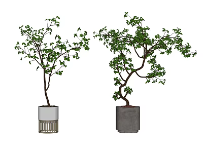 Bonsai Potted Plants With Green Leaves And Curved Branches In White And Gray Pots 3d model