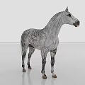 Gray And White Spotted Horse With Long White Mane Standing On Gray Background 3d model