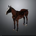 Chestnut Red Horse With White Face And Hooves Standing On Gray Background