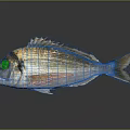 Golden Striped Silver Sea Bream Fish With Dorsal Fins And Reflection On Dark Background
