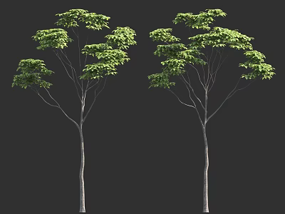 Two Trees With Slender Trunks And Lush Green Leaves Against Dark Background 3d model