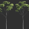 Two Trees With Slender Trunks And Lush Green Leaves Against Dark Background