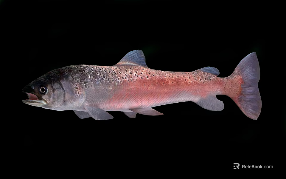 Rainbow Trout Fish With Silver And Pink Coloration In Close Up View 3d model 