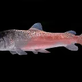 Rainbow Trout Fish With Silver And Pink Coloration In Close Up View