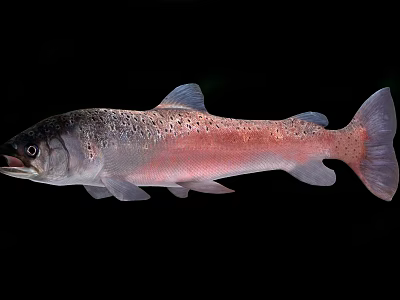 Rainbow Trout Fish With Silver And Pink Coloration In Close Up View 3d model