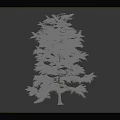 Tall Tree With Lush Green Foliage And Dense Branches Isolated Against Gray Background