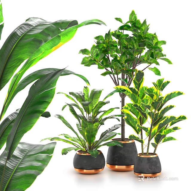 Various Green Leafy Potted Plants in Black Ceramic Pots for Home Decor 3d model 