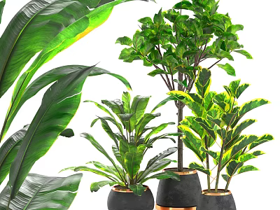 Various Green Leafy Potted Plants in Black Ceramic Pots for Home Decor 3d model