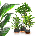 Various Green Leafy Potted Plants in Black Ceramic Pots for Home Decor
