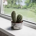 Cactus Potted Plant In Gray White Pot On White Windowsill With Green View