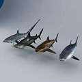 Different Types of Aquatic Sharks in Blue Ocean Environment with Various Species