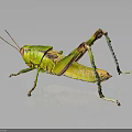 Green Grasshopper with Long Hind Legs and Textured Body on Dark Reflective Surface
