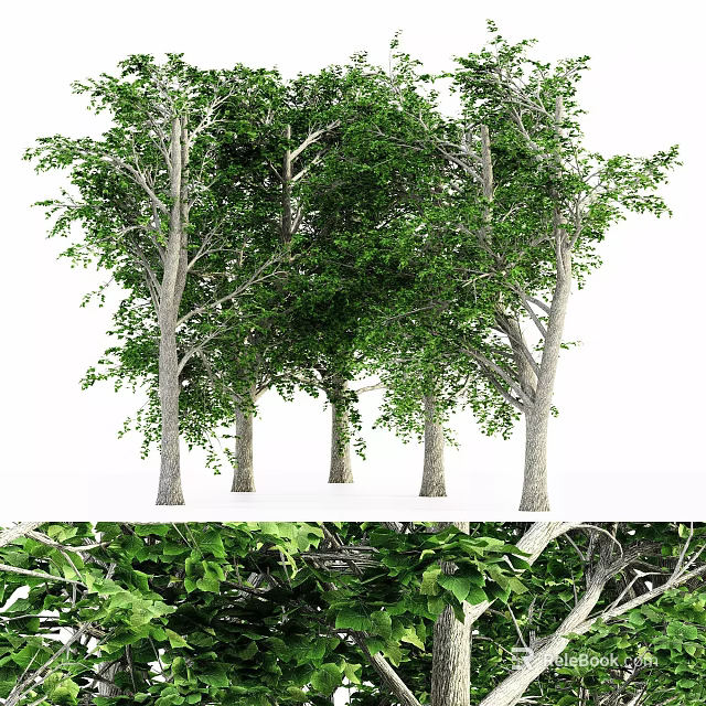 Lush Green Tall Trees With Thick Trunks Dense Leaves And Detailed Branches 3d model 