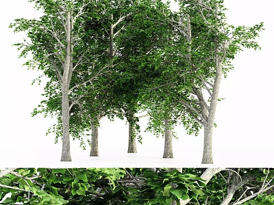 Lush Green Tall Trees With Thick Trunks Dense Leaves And Detailed Branches 3d model