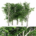 Lush Green Tall Trees With Thick Trunks Dense Leaves And Detailed Branches