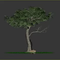 Lush Green Tree with Thick Trunk Dense Leaves Person Standing Green Grass and Small Stone