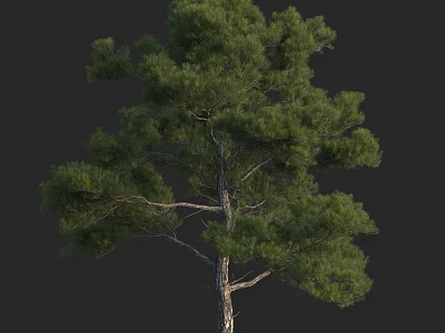 Tall Arbor With Lush Green Foliage And Strong Trunk In Natural Setting 3d model