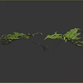 Fern Plant With Green Lush Spreading Leaves And Vibrant Foliage On Black Background