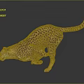 Cheetah With Spotted Coat Running In Dynamic Pose On Gray Background