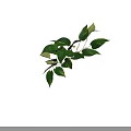 Fresh Green Plant Leaves With Branches On White Background And Natural Shadows