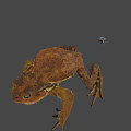 Realistic Brown Toad With Small Colorful Flying Device On Gray Background