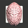 Detailed Human Brain Anatomical Model As Educational Medical Device With Display Stand