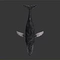 Whale Marine Animal With Open Mouth Detailed Skin Texture And Extended Fins In Dark Scene