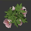 Fresh Pink Peonies Bouquet With Lush Green Leaves And Vibrant Blooms