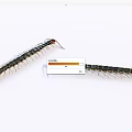 Two Long Bodied Reptile Centipedes With Many Legs On White Background