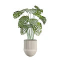 Indoor Decorative Potted Plants With Green Leaves In White Ceramic Pots