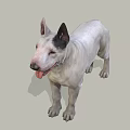 Realistic White Bull Terrier Dog Standing With Tongue Out On Gray Background