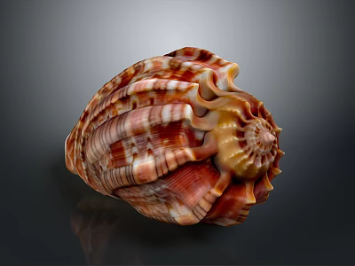 Colorful Conch Shell With Spiral Pattern And Detailed Striped Texture On Dark Background 3d model