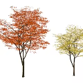 Modern Maple Tree Maple Leaf Tree Autumn Landscape Plant Tree 3d model