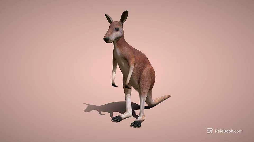 Brown and White Kangaroo Standing on Light Brown Background with Shadow 3d model 