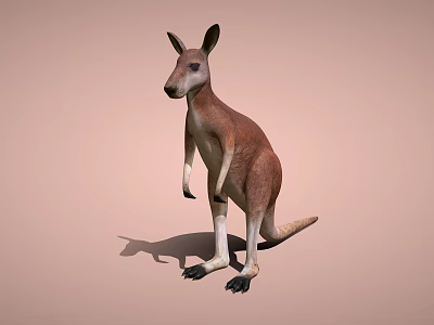 Brown and White Kangaroo Standing on Light Brown Background with Shadow 3d model
