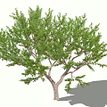 Lush Arbor Tree With Green Leaves Red Fruits And Brown Trunk