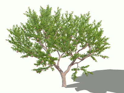 Lush Arbor Tree With Green Leaves Red Fruits And Brown Trunk 3d model